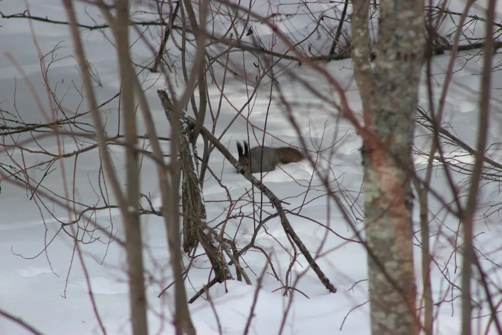 тайга,  белка, весна