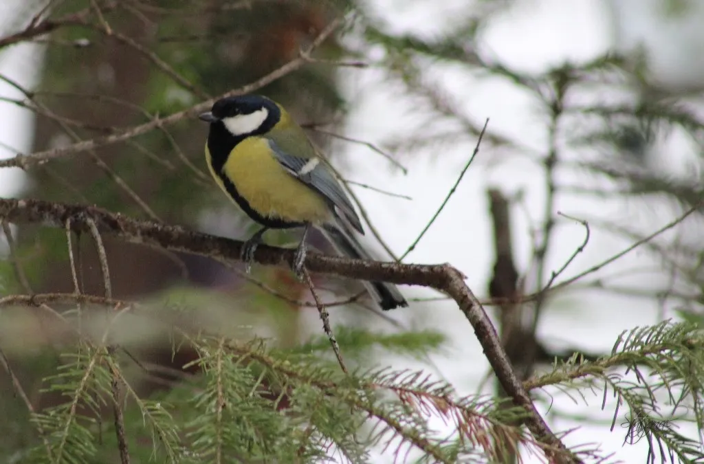 Большая синица