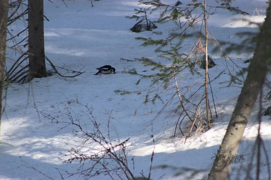 Проталины, весна, бурундук, тайга, птицы, пёстрый дятел