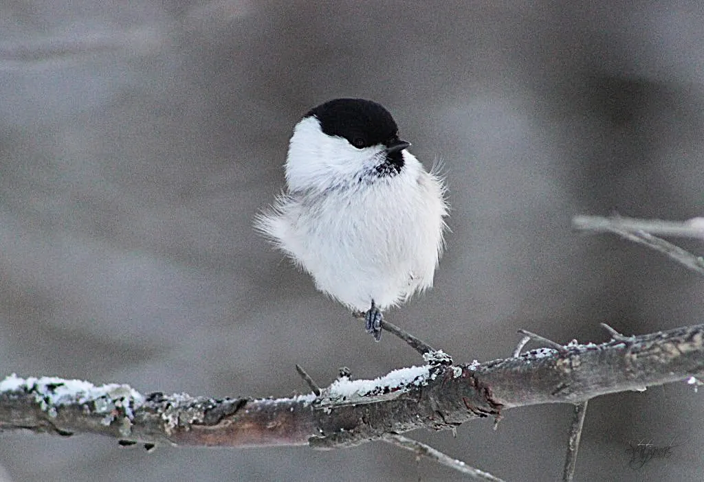 буроголовая гаичка