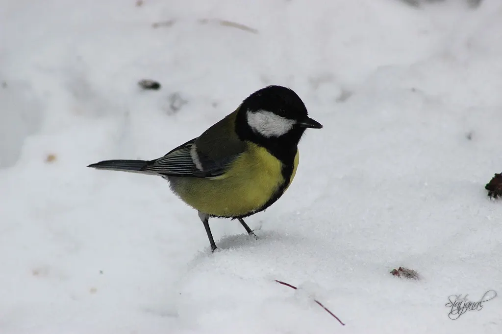 большая синица