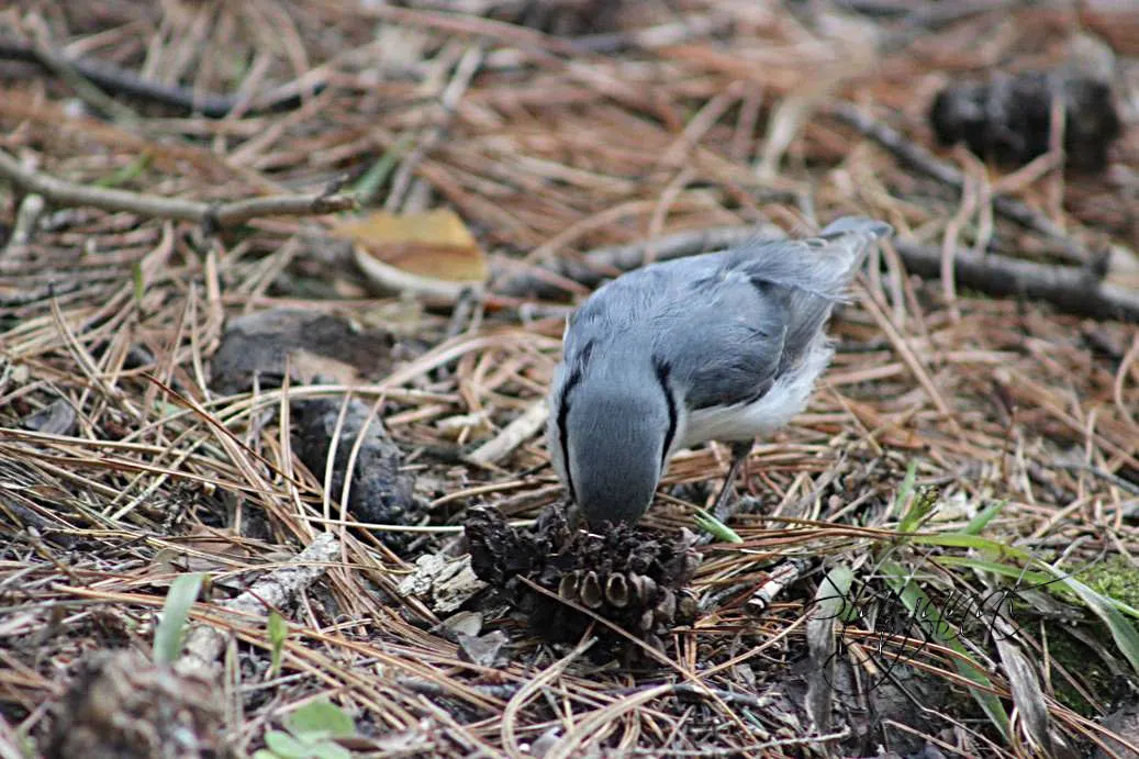 Кедр, поползень, орехи, лето, тайга, Югра, семя.