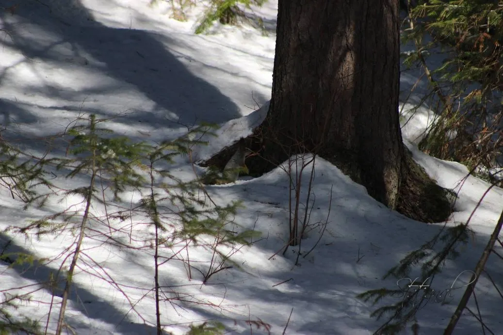 Проталины, весна, бурундук, тайга, птицы, белка