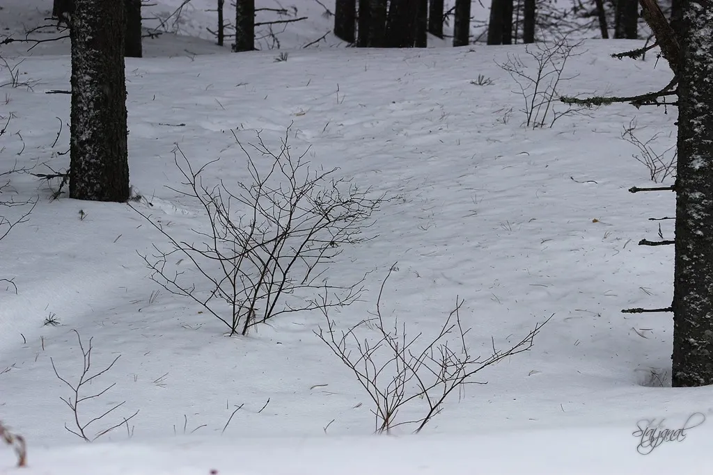 городские леса