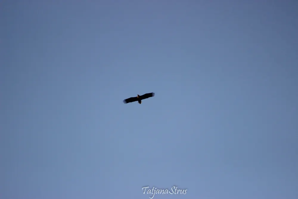 Haliaeetus albicilla