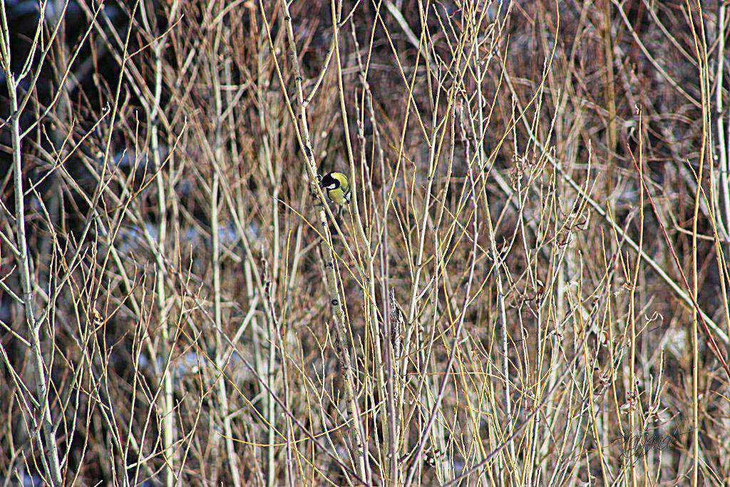 большая синица