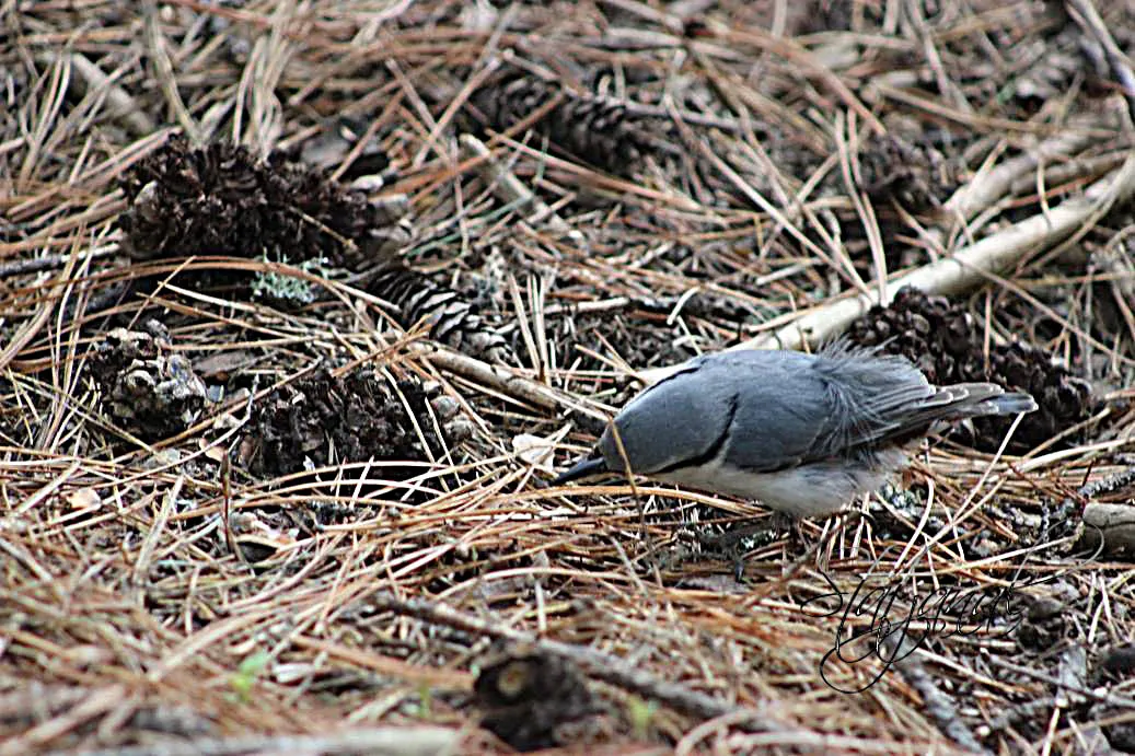 Кедр, поползень, орехи, лето, тайга, Югра, семя.