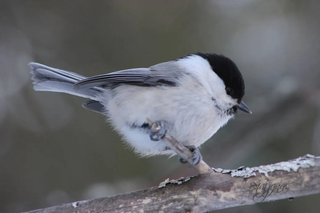 Проталины, весна, бурундук, тайга, птицы, гаичка