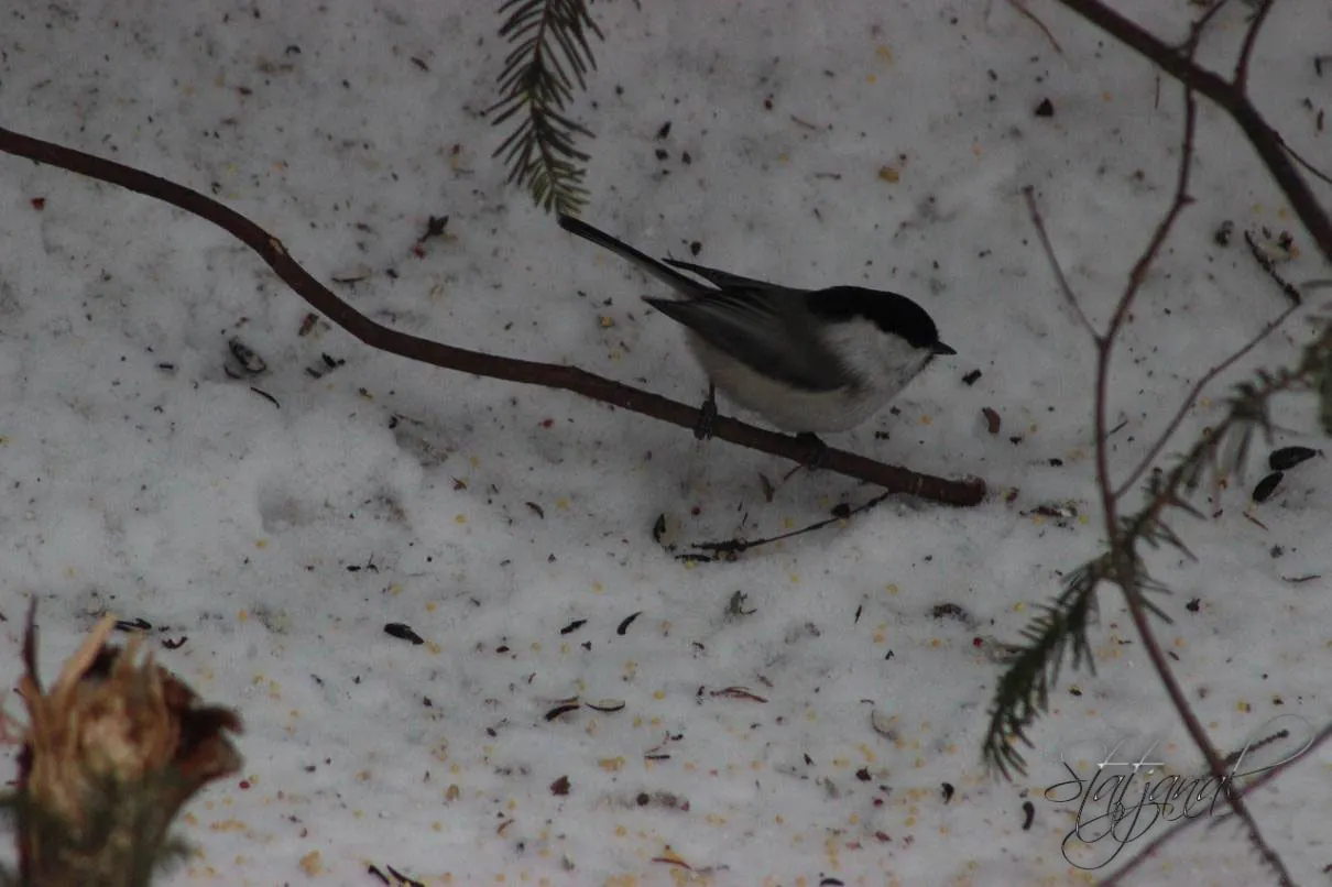 буроголовая гаичка