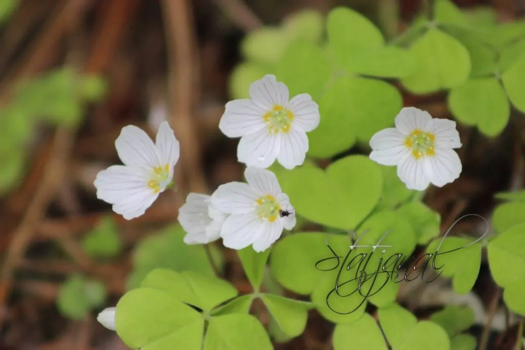 кислица, тайга, Югра