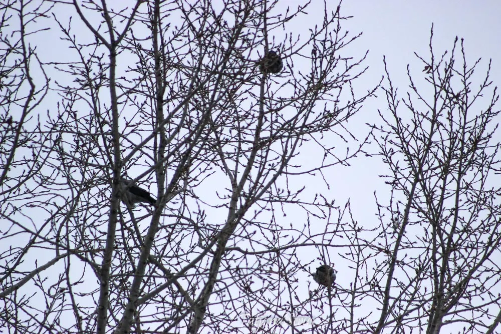 зимующие городские птицы