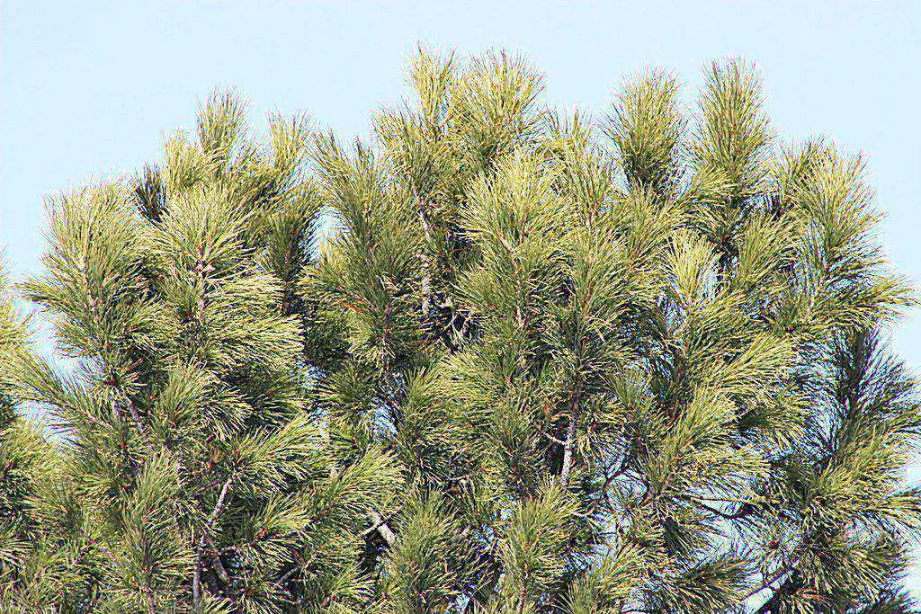 март Ханты-Мансийск