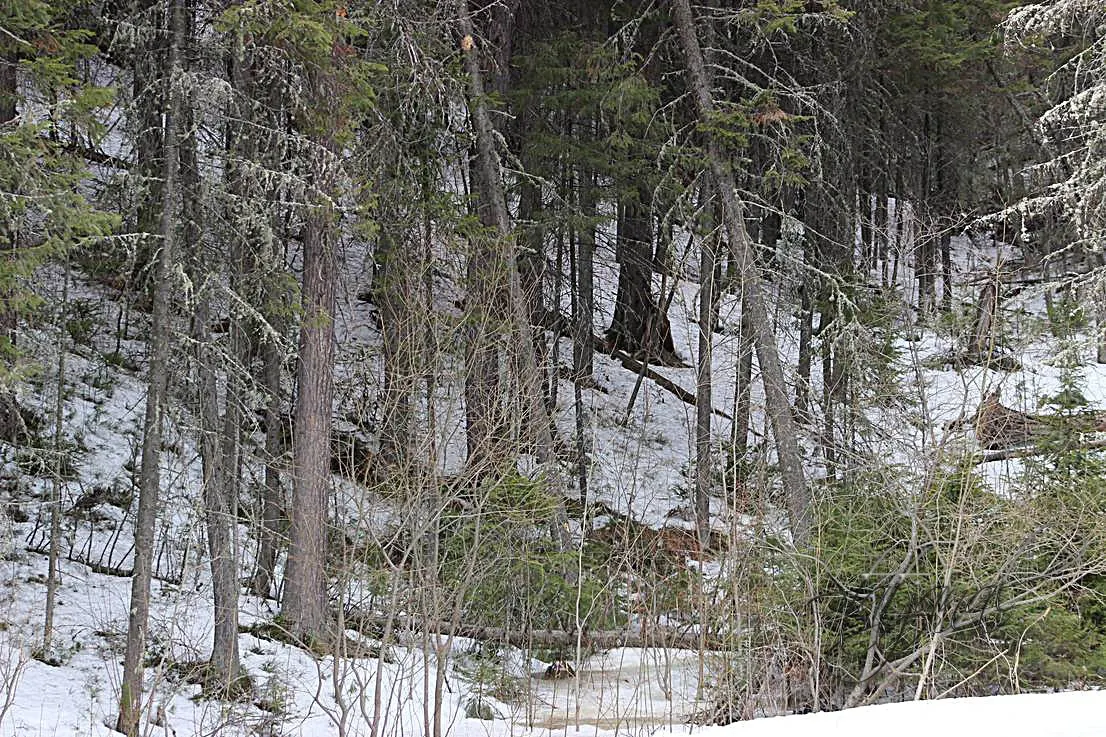  тайга, весна, снег, югра, птицы