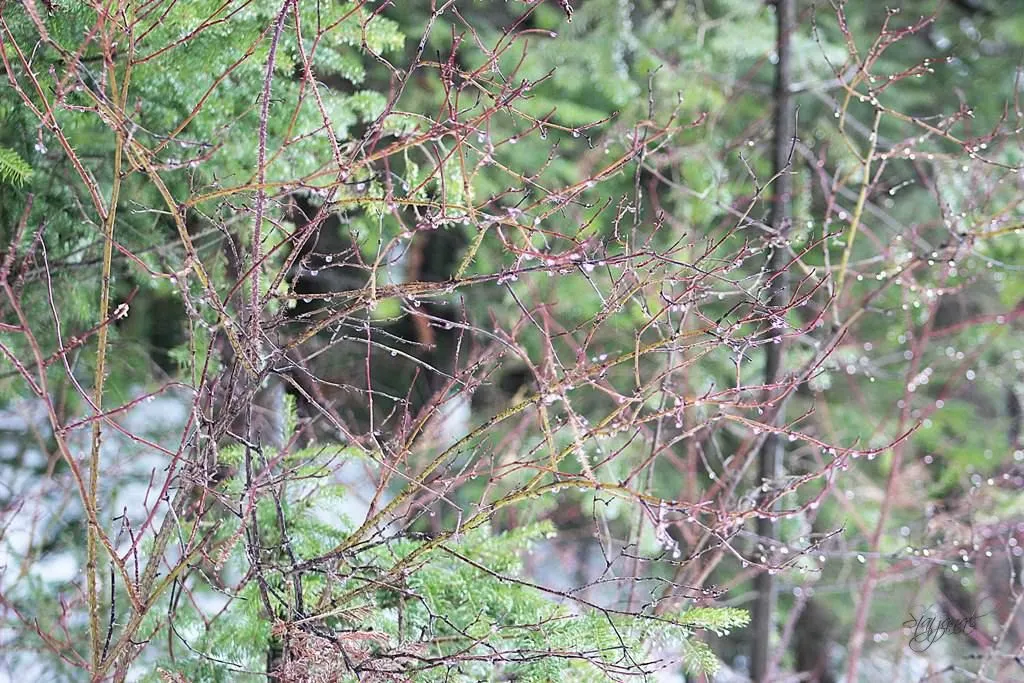 таяние снега