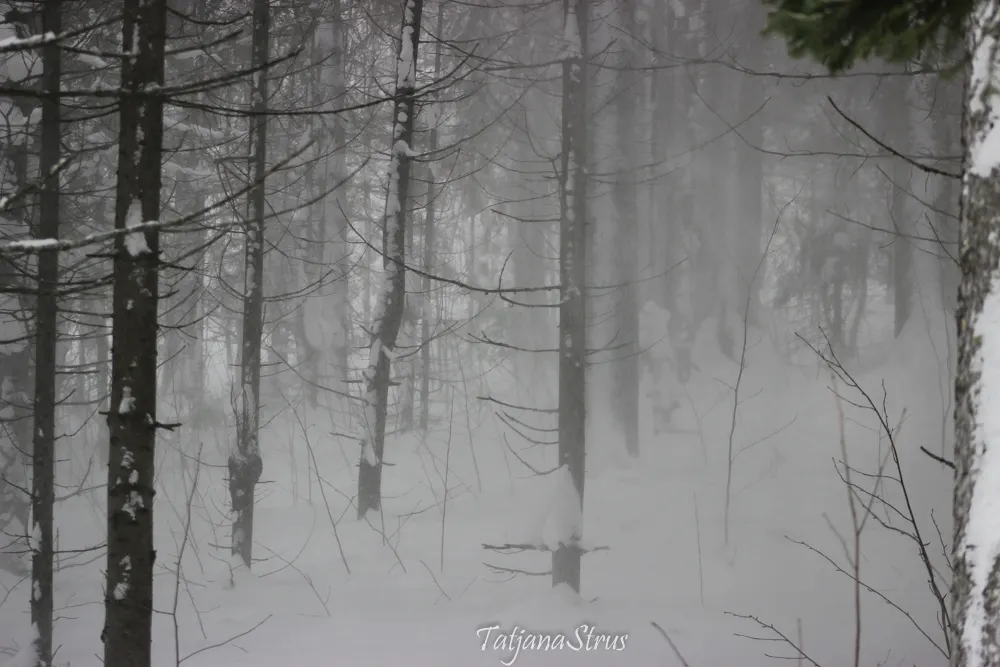 снежная пелена