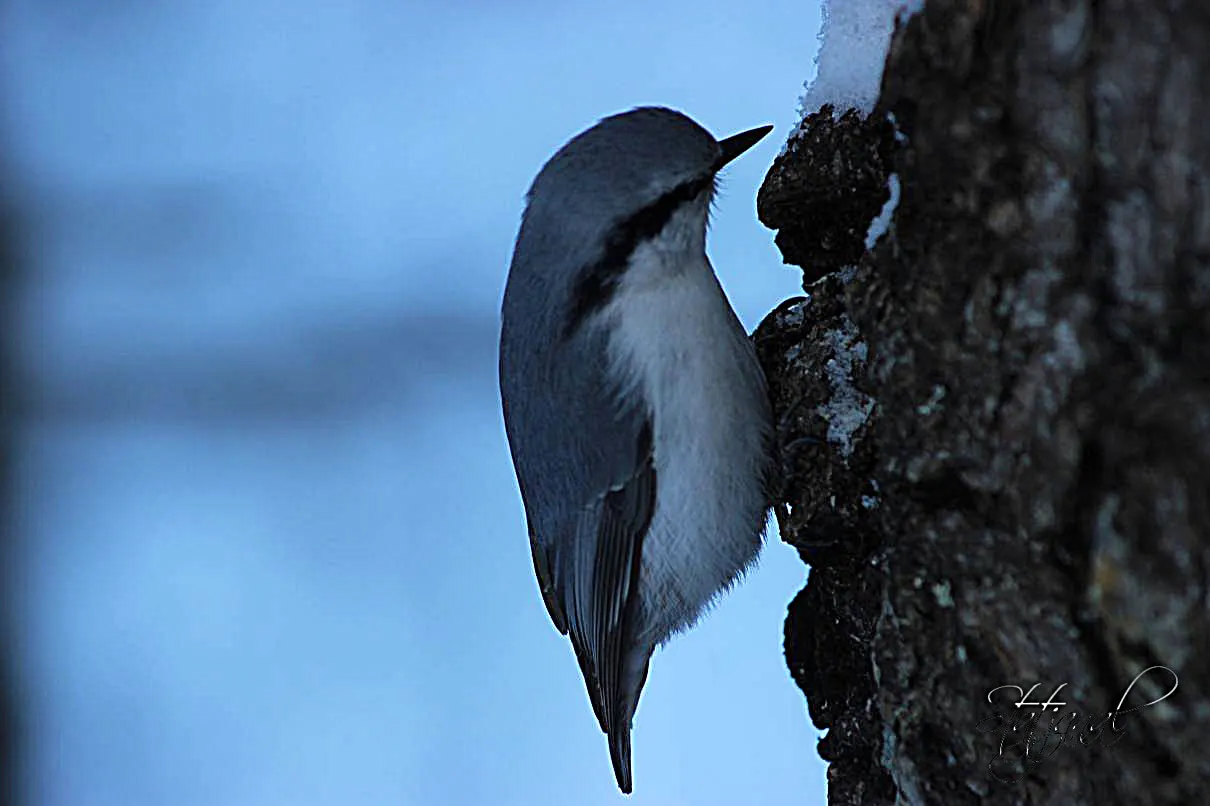 кухта снегири птицы тайга поползень