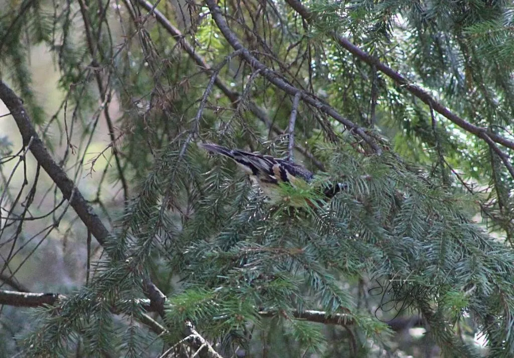 Птица, юрок, тайга, Югра