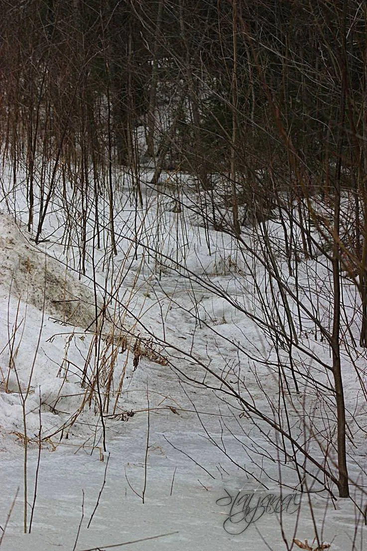  тайга, весна, снег, югра, птицы