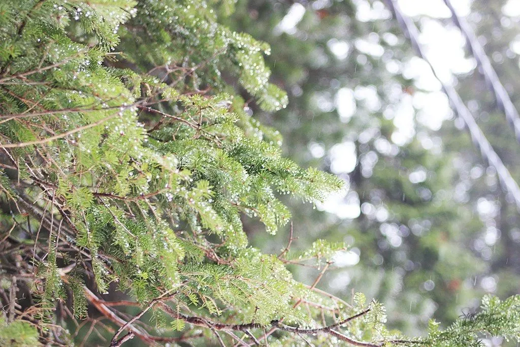 таяние снега