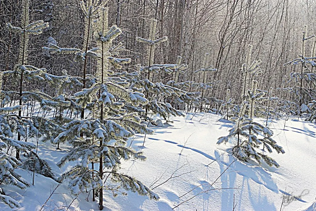 тайга, ханты-мансийск, природа