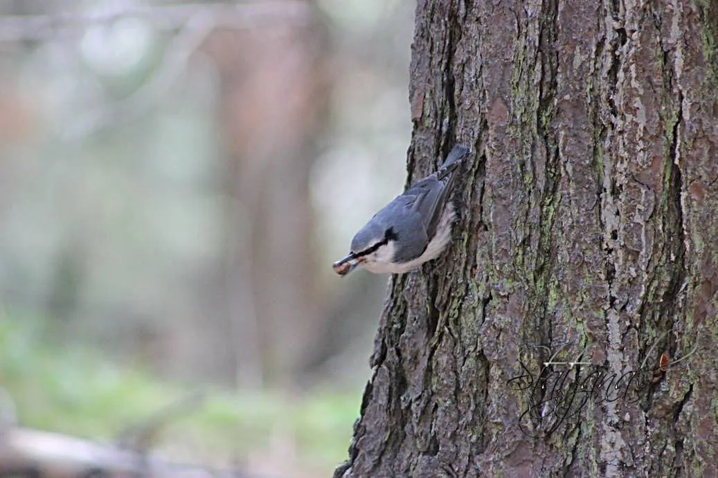 Кедр, поползень, орехи, лето, тайга, Югра, семя.