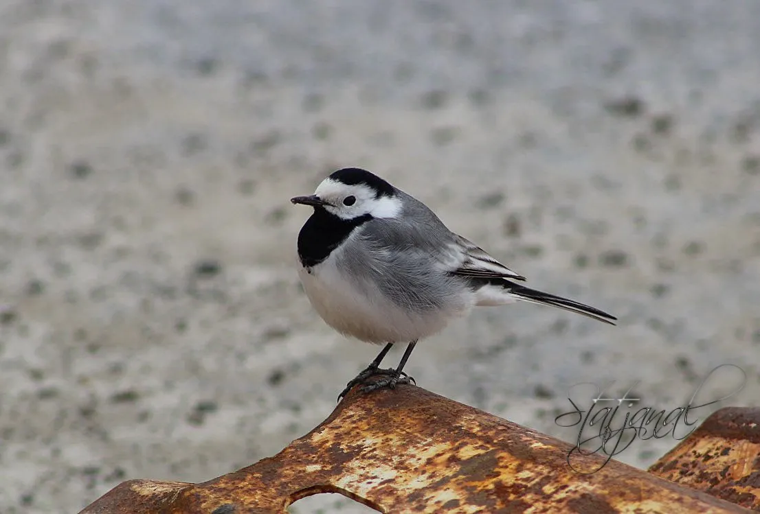 трясогузка, насекомые, хвостик, поиск, весна, югра
