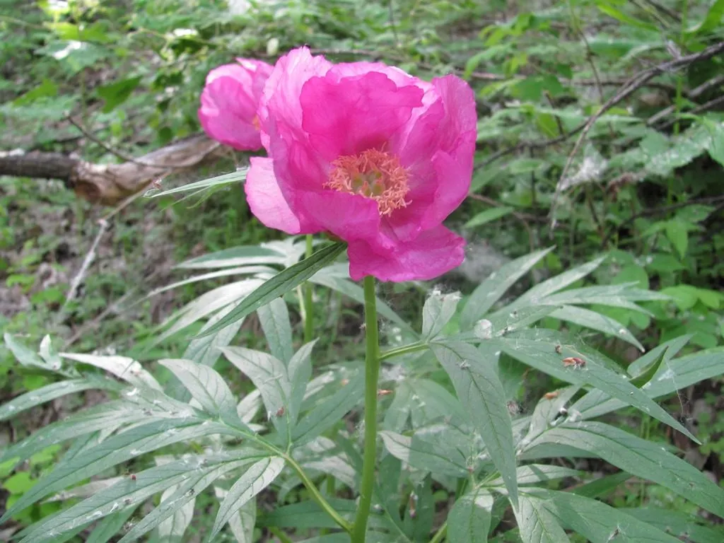 пион, марьин корень, Ханты - Мансийск