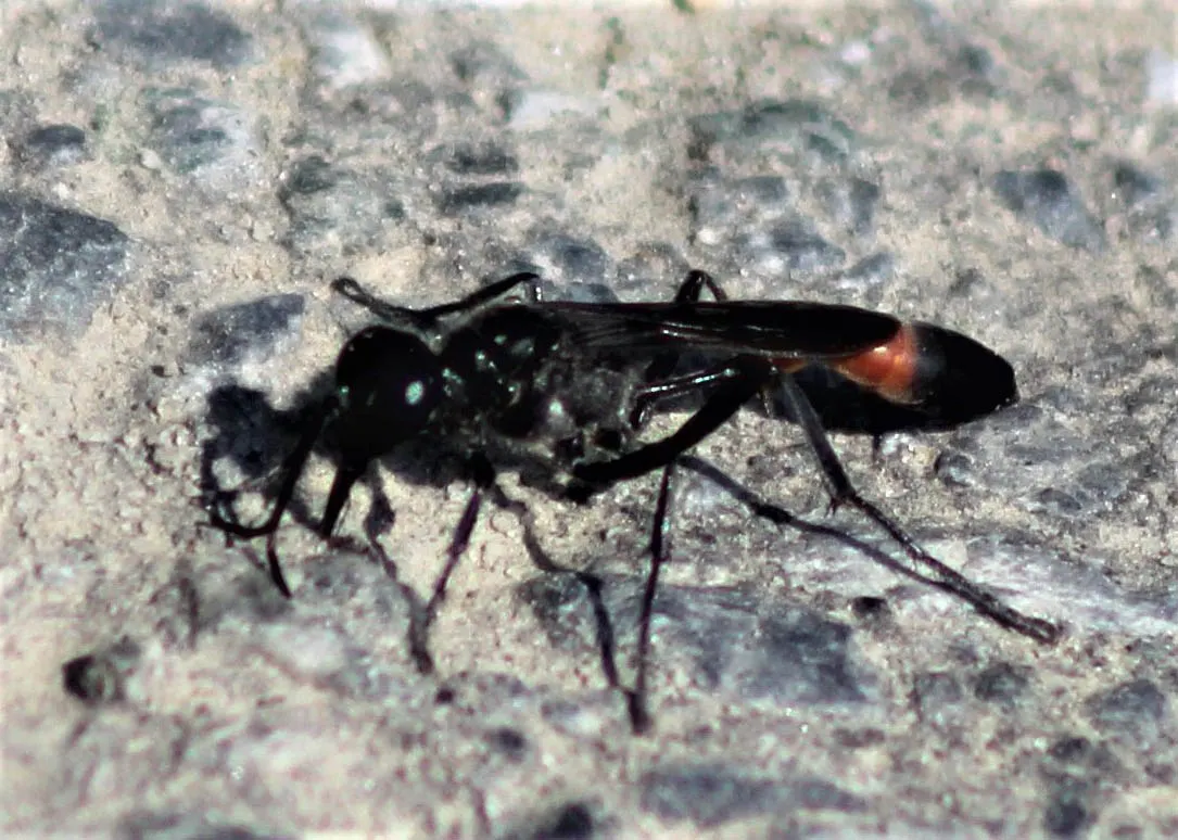 Триба Ammophilini член Аммофиловые Подсемейство Ammophilinae