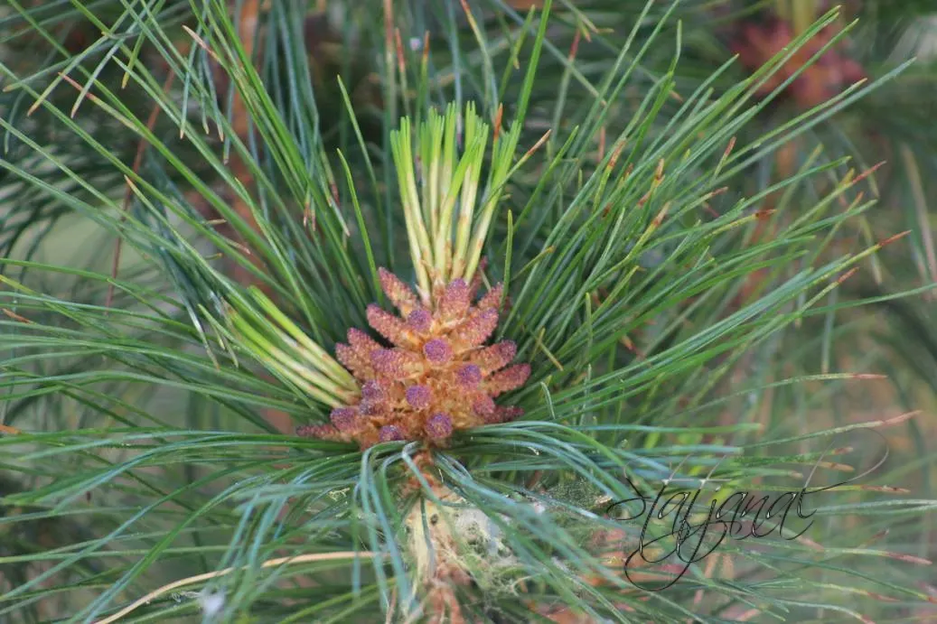 сосна кедровая