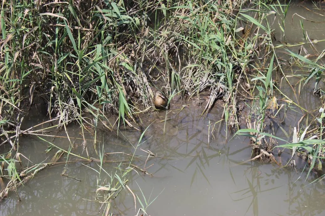 Скверы города Керчь.