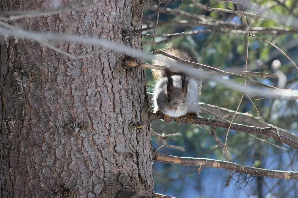 Проталины, весна, бурундук, тайга, птицы, белка