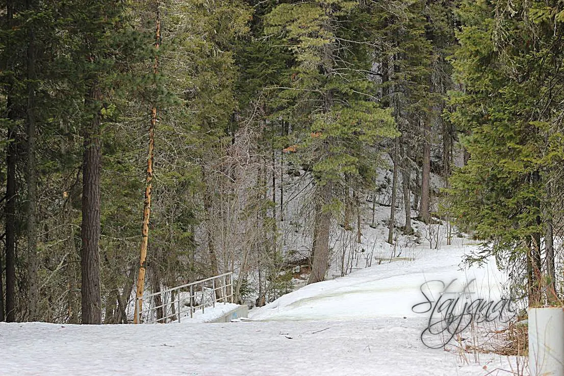  тайга, весна, снег, югра, птицы