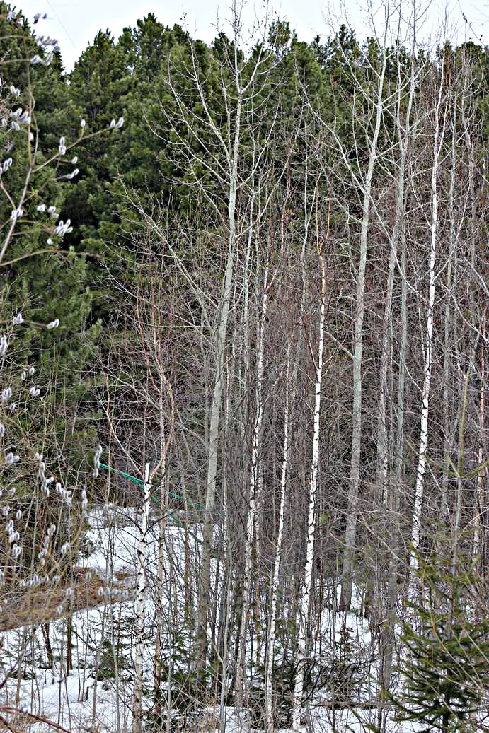 Иртыш, коньки, птицы, серёжки, верба, осина, Югра, белка, тайга, мать и мачеха, река, Горная