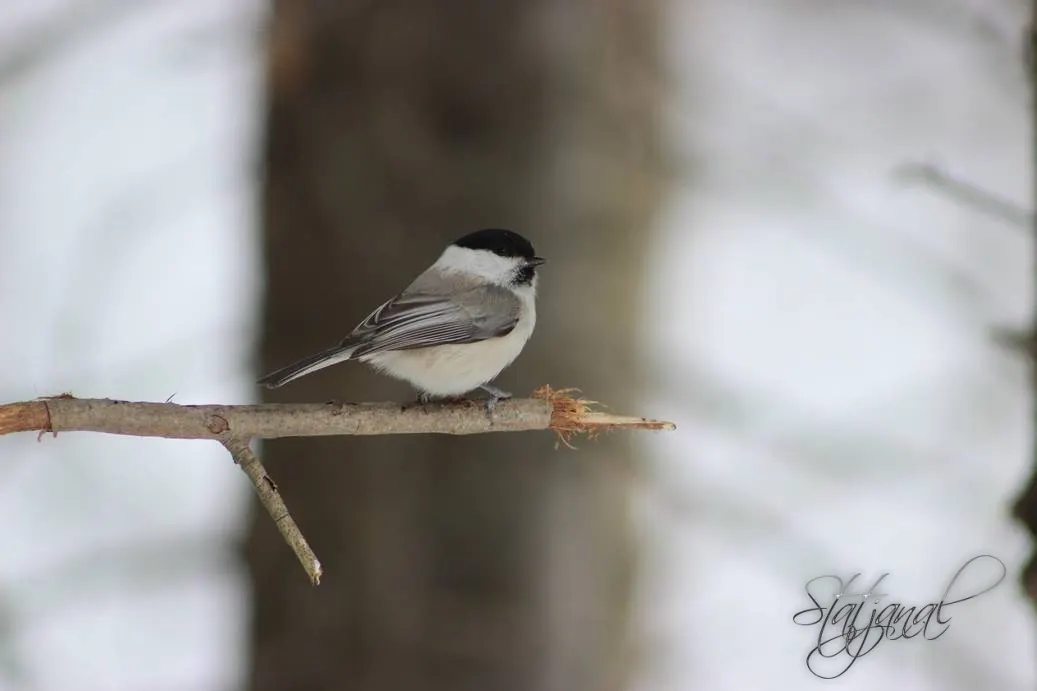 тайга,  белка, весна