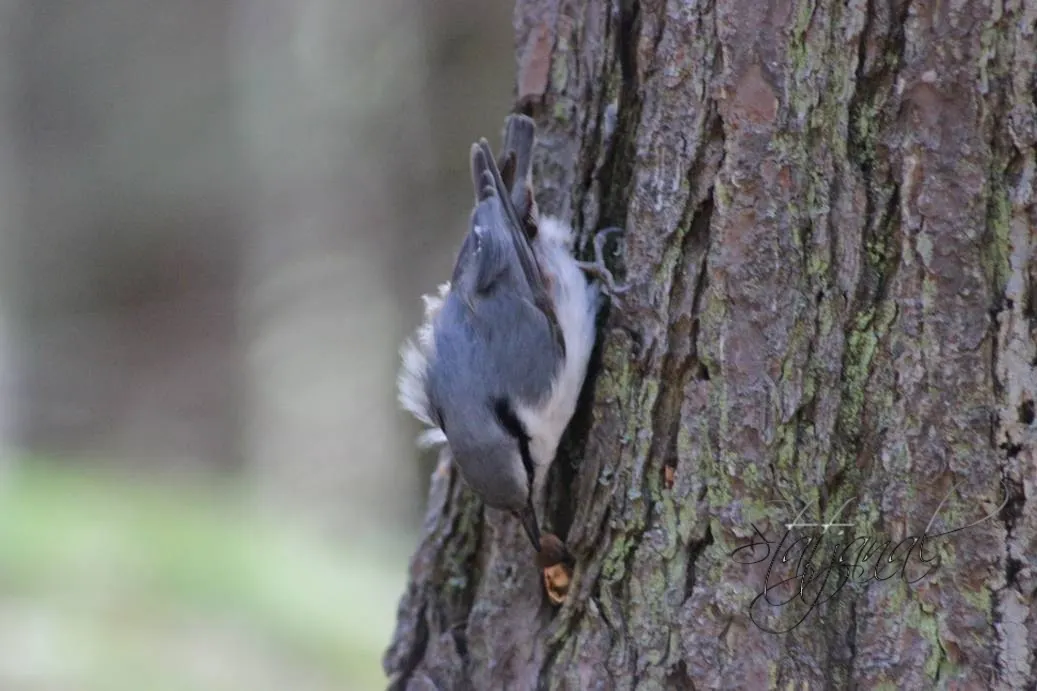 Кедр, поползень, орехи, лето, тайга, Югра, семя.
