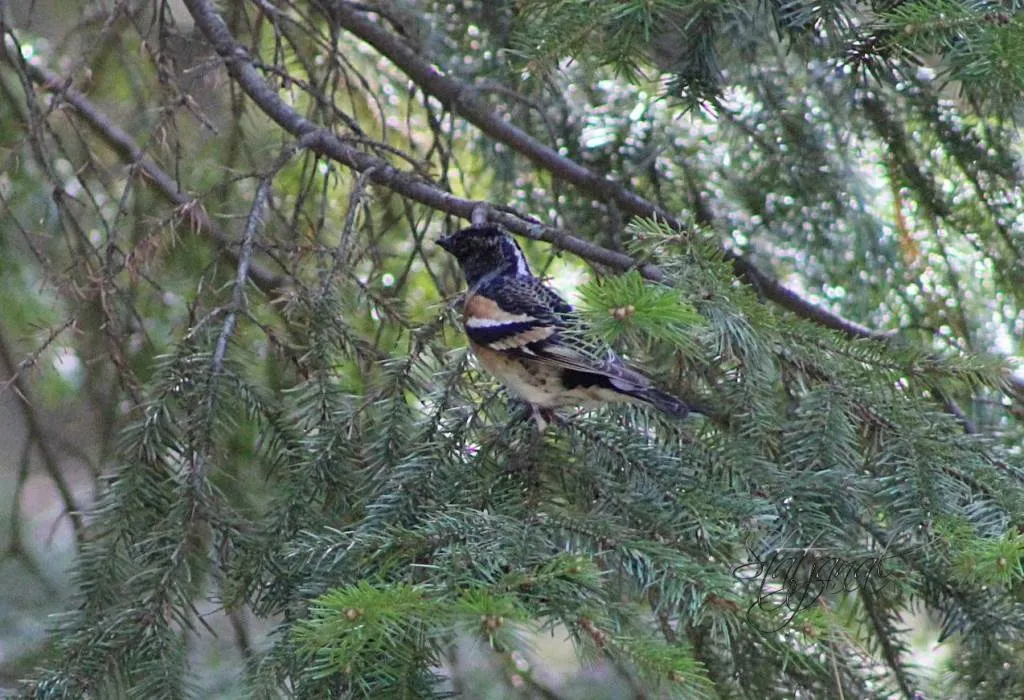 Птица, юрок, тайга, Югра