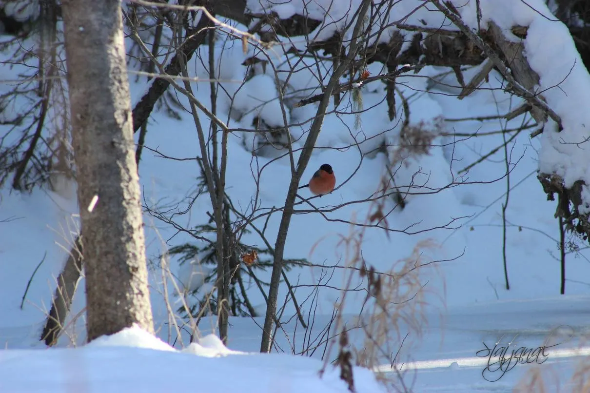 кухта снегири птицы тайга зима