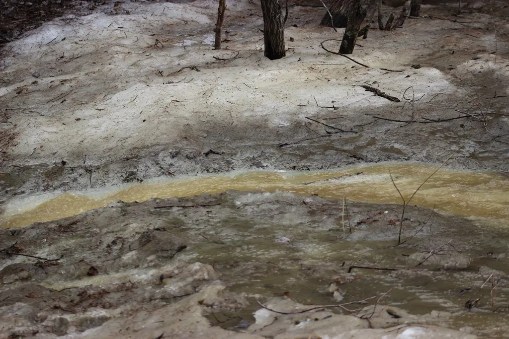 ручей, лог холодный, снегирь, зяблик, тайга, Югра, май