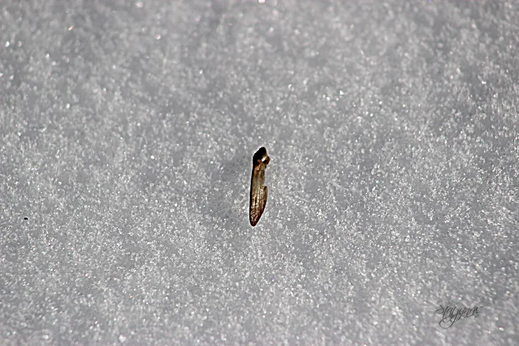 семя сосны обыкновенной