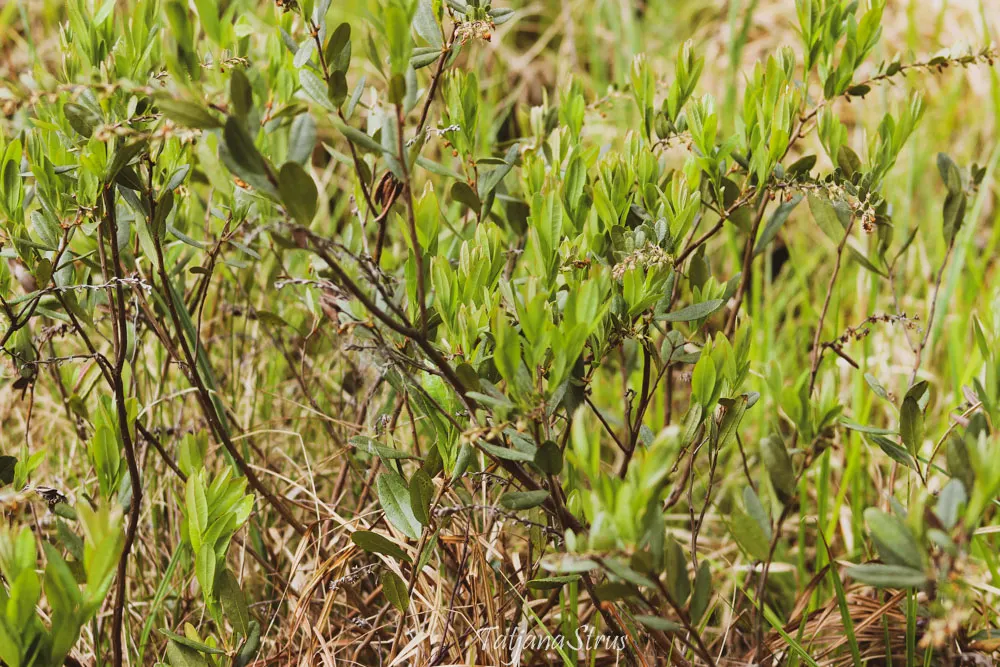 Хамедафне прицветничковая