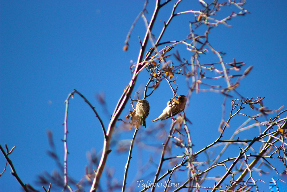 Чечетки обыкновенные