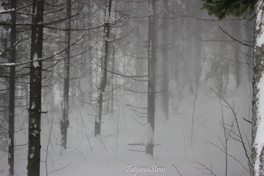 снежная пелена