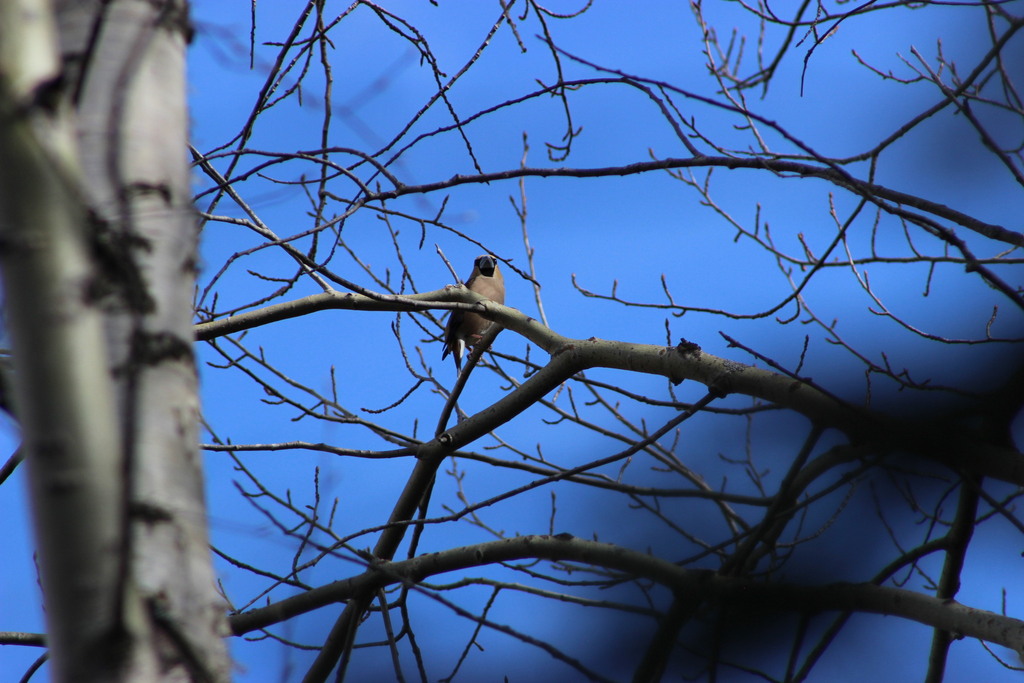 Coccothraustes coccothraustes