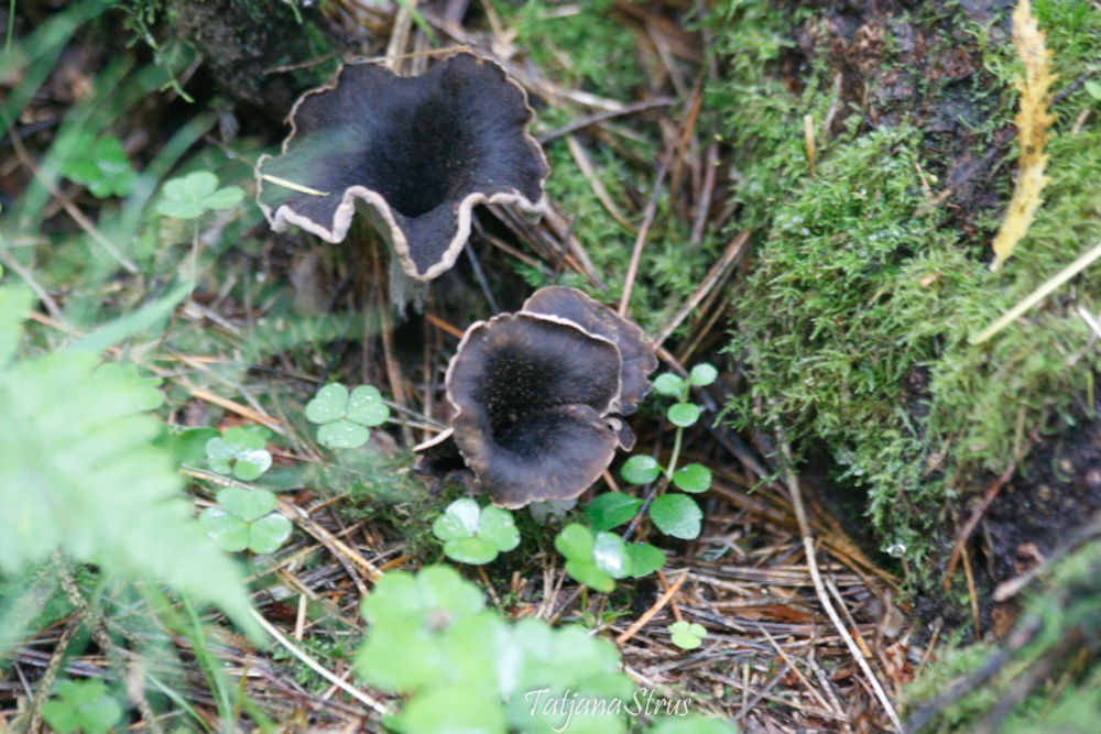 Craterellus cornucopioides